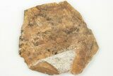 1.75" Fossil Ginkgo Leaf From North Dakota - Paleocene - #201219-1